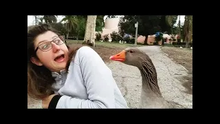 Funniest Animals Scared People Reaction 🦢🦢🦢 Naughty Animals Compilation