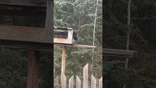 Stellar’s Jay eating at my bird feeder!