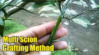 Multi Scion Grafting Method In Citrus Tree 100% Showing Result