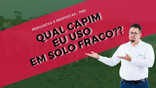 Qual capim plantar em solo degradado?