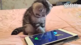 Кошка играет в iPad