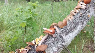 ГРИБЫ в ИЮЛЕ 2023👉БЕЛЫЕ ГРИБЫ И ПОДОСИНОВИКИ в ПОДМОСКОВЬЕ #грибы #грибы2023 #природа #грибник #лес