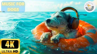 4K - 8 Hours Relax My Dog Music 🐶 Stress Relief Music For Dogs ♬ Relaxing Music For Dogs