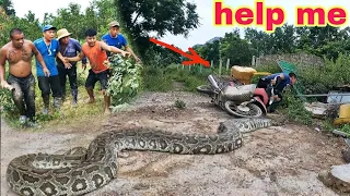 6 Brave Hunters Combine Belgian Shepherds to Catch Giant Pythons 300kg  l Giant Pythons