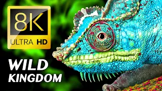The WILD KINGDOM of ANIMALS 8K ULTRA HD - Real Animal Sounds
