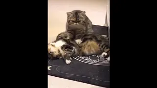 OMG So Cute Cats ♥ Best Funny Cat Videos 2021|Tiktok Funniest Compilation Pets Cute🐱 Vidéo| WFHV-TV