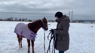 Начинаю обучать жеребёнка работе на корде.