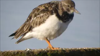 Turnstone -Steenloper