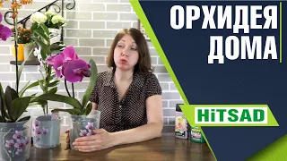 Идеальные условия для орхидеи ✿ влажность для выращивания орхидей