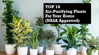 The Best Air-Purifying Plants for your Home (Top 10 Indoor Plants NASA Approved)