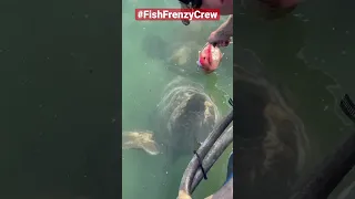 Feeding a giant grouper by hand, is still mind blowing to me. #fishfrenzycrew #goliathgrouper