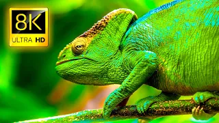 Astounding Collection of Animals in 8K ULTRA HD / Nature Relax Ambient