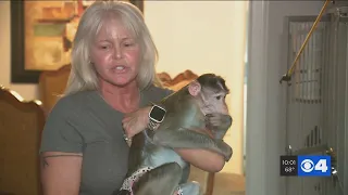 Creve Coeur woman fighting to keep emotional support monkeys