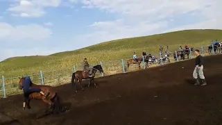 Horse domestication. Kazakh style.