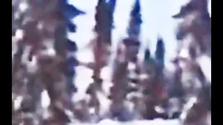 Final Update on "Bigfoot ripping tree from the ground"
