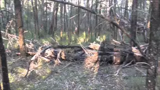 Pilliga Scrub NSW 2