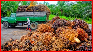 Awesome Oil Palm Harvesting | Modern Agriculture Technology | Palm Oil Making Process