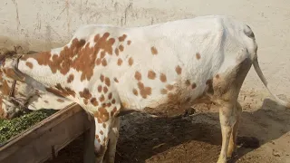 OMG! Cow melap New Style 2020 || pets world facts