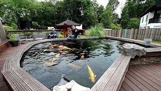 Modern Koi Blog #3932 - Richies 32.000 Liter Koiteich zwei Jahre weiter