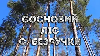 Сосновий ліс, с. Безручки