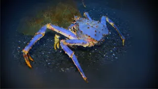 Синий краб | Blue crab