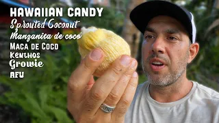 Trying Hawaiian Candy aka Sprouted Coconut!