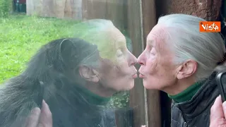 L'etologa Jane Goodall incontra gli scimpanzè del Bioparco di Roma