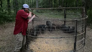 Beavers, big boars and an intern to drag hogs.