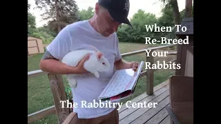 When To Re-Breed Your Rabbits