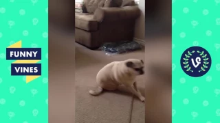 Adorable Pug Compilation - Cute Dog Videos | Funny Vines part 9