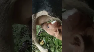 baby cow drinks milk from  mother cow🐄#shortsfeed #cowvideos#shortvideo #petsandanimals#subscribe