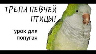 ПЕСНЯ ПТИЦЫ КАРОЛИНЫ РЕН-УРОК ДЛЯ ОБУЧЕНИЯ ПОПУГАЯ CAROLINE WREN'S SONG-A LESSON FOR TRAINING PARROT