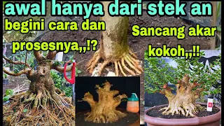 bonsai sancang dari cangkok bisa jadi sangat super dan istimewa//begini proses awalnya,,!!!