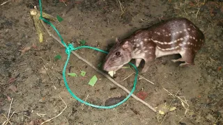 A melhor Armadilha de laço para pegar paca e outros animais selvagens