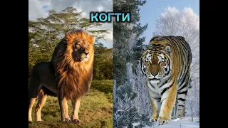 Африканский Лев 🦁 против Амурский Тигр 🐅 😤👊