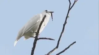 Самая «шумная» птица в мире