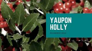 Yaupon Holly | Plant of the Month