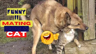 😂Try Not To Laugh Animals Video 2022 Cat And Dog MATING-BREEDING🐈️🐈️ #158| love animal |