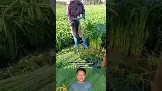 Ada yang suka? Beginilah bentuk sayur kangkung yang super