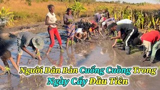 Quang Dũng || Nguời Dân Bản Đi Cấy Ngày Đầu Và Cái Kết??