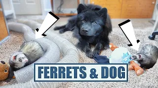 Cute Ferrets Play With Dog