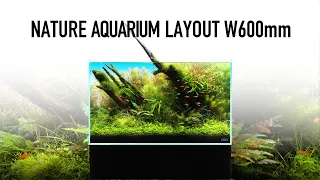 [ADAview] W600mm Nature Aquarium Layout【EN/JP Sub.】