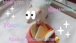 Моё утро с крысами🐀🐁. Очень смешное видео🤣