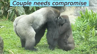 Between gorilla couple: another unpeaceful afternoon / D'jeeco & Tayari / 金剛猩猩夫婦不寧靜的下午