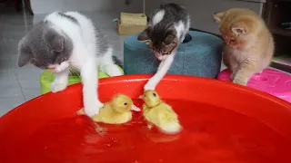 Three kittens envy ducklings for swimming🐥