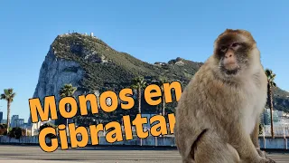 🐒Los MONOS de Gibraltar, únicos PRIMATES SALVAJES de Europa (Macaca sylvanus)