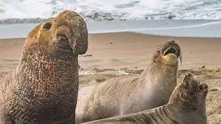 Elephant Seals 2022