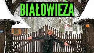 La Foresta dei Bisonti Europei: Białowieża! (PARTE 1)