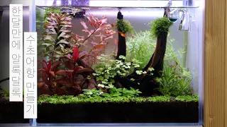 한달만에 알록달록 수초 어항 만들기 | 물멍 | How to Plant Aquarium | MulMung