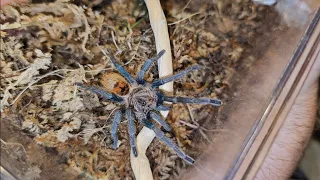 Green Bottle Blue rehouse and a few care notes. Chromatopelma cyanopubescens